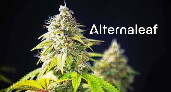 Cannabis and the logo for online medical clinic Alternaleaf (Image: Private Media/Alternaleaf)